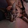 animal, blanket, cat, close_up, cozy, cute, domestic_animal, ears, eyes, face, feline, fur, indoor, lying_down, pet, relaxed, resting, soft_light, tabby_cat, whiskers