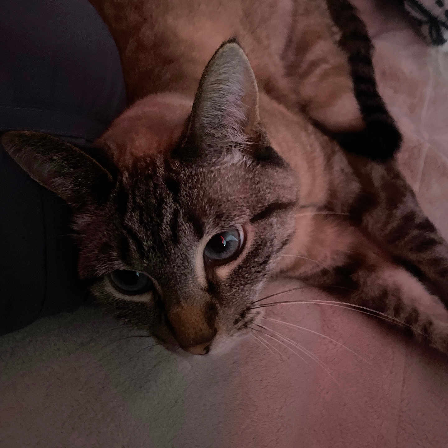 Whiskey