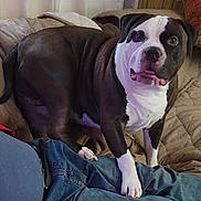 Jack joined the competition — help win amazing prizes! dog, pitbull, pet, couch, blanket, pillow, living_room, indoors, jeans, person_partial, paw, face, snout, white_markings, black_coat, sitting, portrait, looking_at_camera, nose, fur