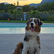 Atlas a rejoint le concours — aidez-le/la à gagner de superbes lots ! dog, australian_shepherd, pet, outdoor, pool, sunset, mountains, trees, statue, patio, grass, happy, tongue_out, sitting, animal, nature, sky, landscape, fur, collar