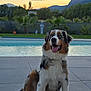 dog, australian_shepherd, pet, outdoor, pool, sunset, mountains, trees, statue, patio, grass, happy, tongue_out, sitting, animal, nature, sky, landscape, fur, collar