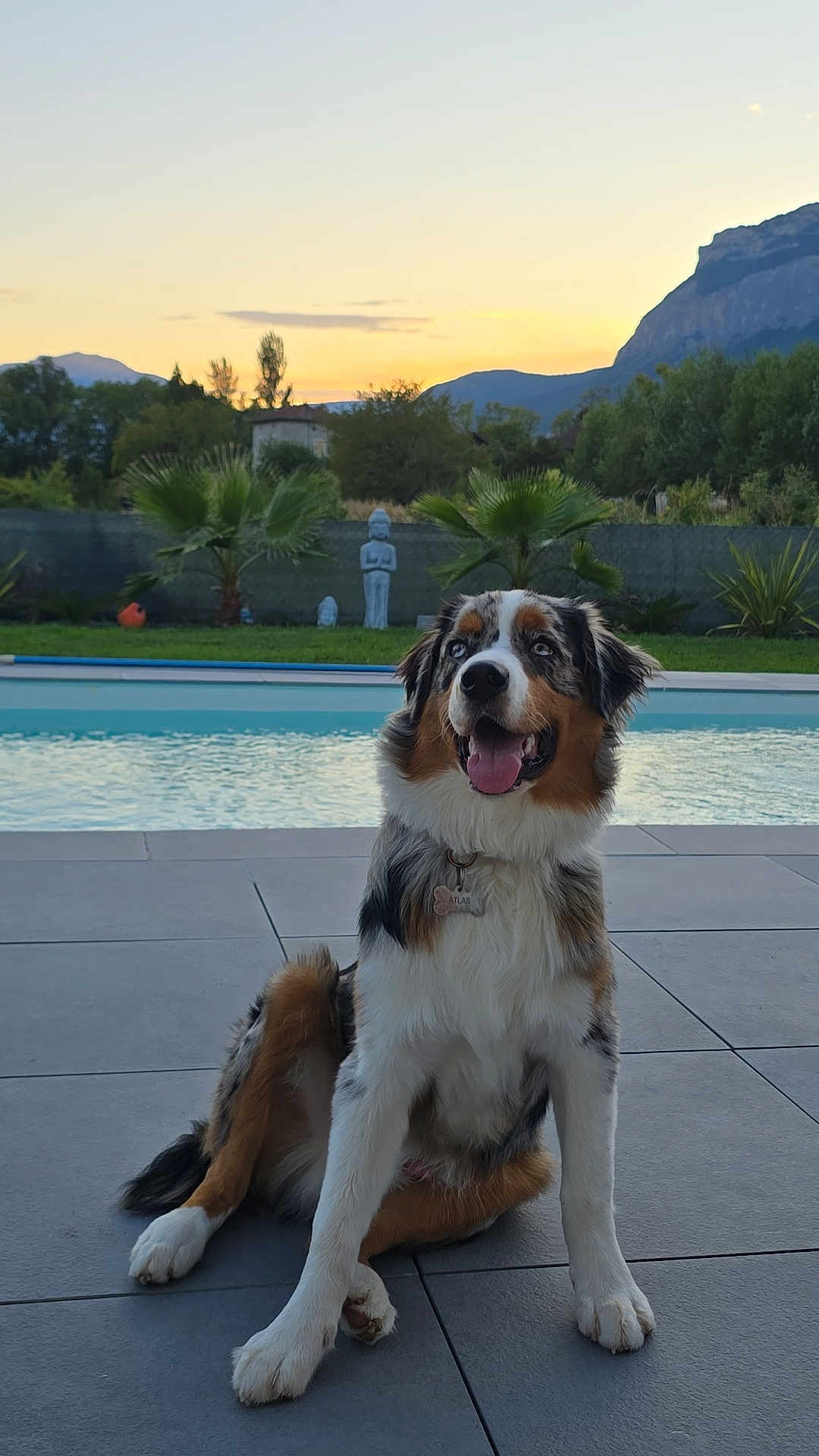 Atlas a rejoint le concours — aidez-le/la à gagner de superbes lots ! dog, australian_shepherd, pet, outdoor, pool, sunset, mountains, trees, statue, patio, grass, happy, tongue_out, sitting, animal, nature, sky, landscape, fur, collar