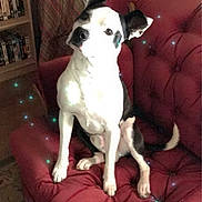Tech joined the competition — help win amazing prizes! dog, black_and_white, couch, red, indoor, pet, furniture, curtains, bookshelf, floor, carpet, sitting, looking, canine, domestic_animal, living_room, sparkles, tail, ears, nose