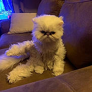 Chloe is registered to the contest to win money with this photo: cat, fluffy, white_cat, grumpy, indoor, couch, pillow, fur, pet, animal, sitting, living_room, cozy, furniture, cute, expression, domestic_cat, whiskers, tail, relaxed