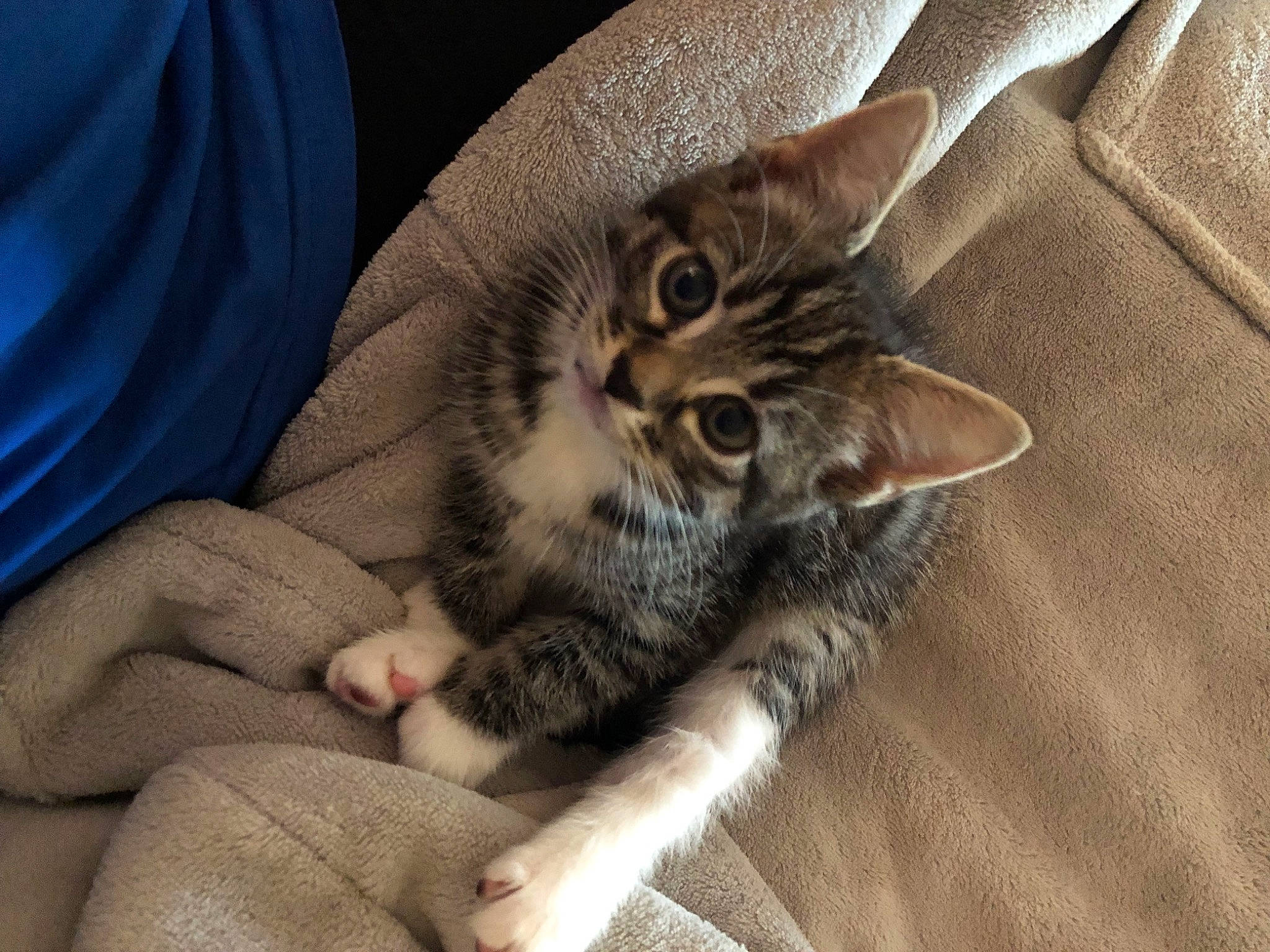 Missy is registered to the contest to win money with this photo: carnivore, cat, claw, comfort, domestic_short_haired_cat, felidae, fur, gesture, grey, nail, paw, sleeve, small_to_medium_sized_cats, tail, whiskers