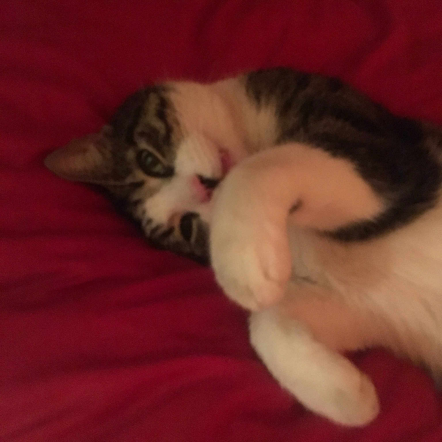 Bigfoot is registered to the contest to win money with this photo: asian, carnivore, cat, ear, european_shorthair, fawn, felidae, fur, kitten, mammal, nap, paw, polydactyl_cat, skin, sleep, small_to_medium_sized_cats, tail, whiskers