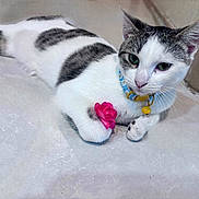 Mimi is registered to the contest to win money with this photo: cat, animal, pet, white, gray, collar, bell, flower, paw, floor, indoor, relaxed, lying, curious, cute, feline, whiskers, ears, closeup, domestic