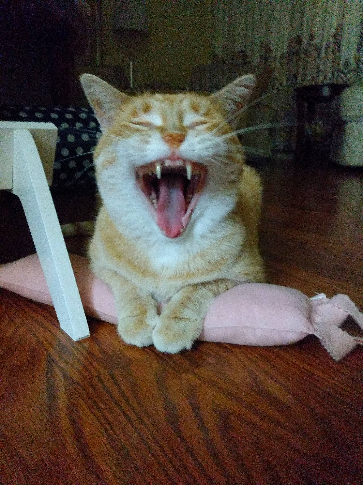 Chunky joined the competition — help win amazing prizes! carnivore, cat, eye, fang, fawn, felidae, flooring, hardwood, head, human_body, jaw, roar, small_to_medium_sized_cats, snout, tail, tooth, whiskers, window, wood, yawn