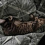 Bella is registered to the contest to win money with this photo: cat, tabby, sleeping, quilt, blanket, cozy, indoor, pet, feline, resting, striped, cute, paw, fur, animal, relaxed, comfort, home, sleep, mammal