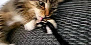 Bella joined the competition — help win amazing prizes! cat, tabby, licking, paw, texture, gray, black, white, playful, closeup, pet, animal, indoor, fur, whiskers, curious, nibbling, soft, cute, young