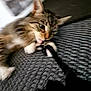 cat, tabby, licking, paw, texture, gray, black, white, playful, closeup, pet, animal, indoor, fur, whiskers, curious, nibbling, soft, cute, young