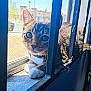 Bella is registered to the contest to win money with this photo: cat, tabby, window, bars, paws, outdoor, daylight, curious, pet, animal, closeup, feline, resting, collar, screen, sunlight, face, whiskers, ears, looking