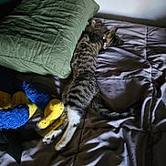 Bella joined the competition — help win amazing prizes! cat, bed, pillow, plush_toys, striped_cat, collar, feline, resting, indoor, pet, sleeping, comfort, cozy, furniture, animal, domestic_animal, striped, relaxing, soft_light, shadow
