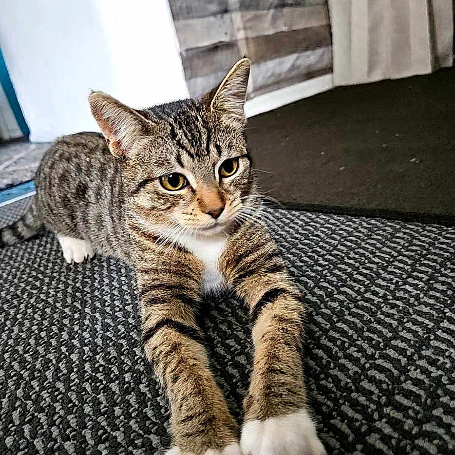 Bella is registered to the contest to win money with this photo: animal, carpet, cat, closeup, curious_eyes, curtain, cute, ears, feline, floor, fur, indoor, paws, pet, relaxed, stretching, tabby, wall, whiskers, white_paws