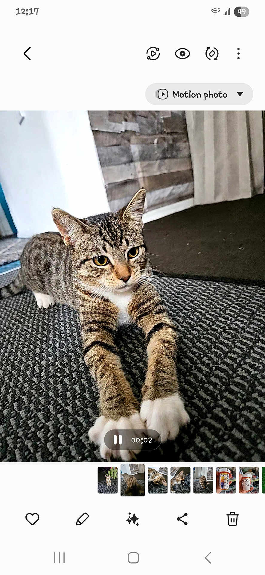 Bella is registered to the contest to win money with this photo: cat, tabby, white_paws, stretching, carpet, indoor, curious_eyes, feline, pet, animal, whiskers, ears, floor, wall, curtain, relaxed, paws, fur, closeup, cute