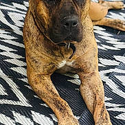 Alpha is registered to the contest to win money with this photo: dog, brindle, canine, pet, animal, lying_down, indoor, carpet, pattern, paw, fur, collar, mammal, domestic_animal, companion, relaxed, background, human_leg, blurred, floor