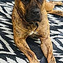 dog, brindle, canine, pet, animal, lying_down, indoor, carpet, pattern, paw, fur, collar, mammal, domestic_animal, companion, relaxed, background, human_leg, blurred, floor