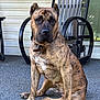 Alpha is registered to the contest to win money with this photo: dog, brindle, sitting, porch, rocking_chair, outdoor, pet, canine, fur, collar, paw, nails, window, furniture, floor, animal, domestic_animal, sidewalk, house, quiet