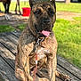 Alpha is registered to the contest to win money with this photo: dog, brindle, picnic_table, leash, tongue_out, outdoor, grass, tree, horse, animal, pet, fence, vehicle, sunlight, nature, resting, summer, collar, farm, rural