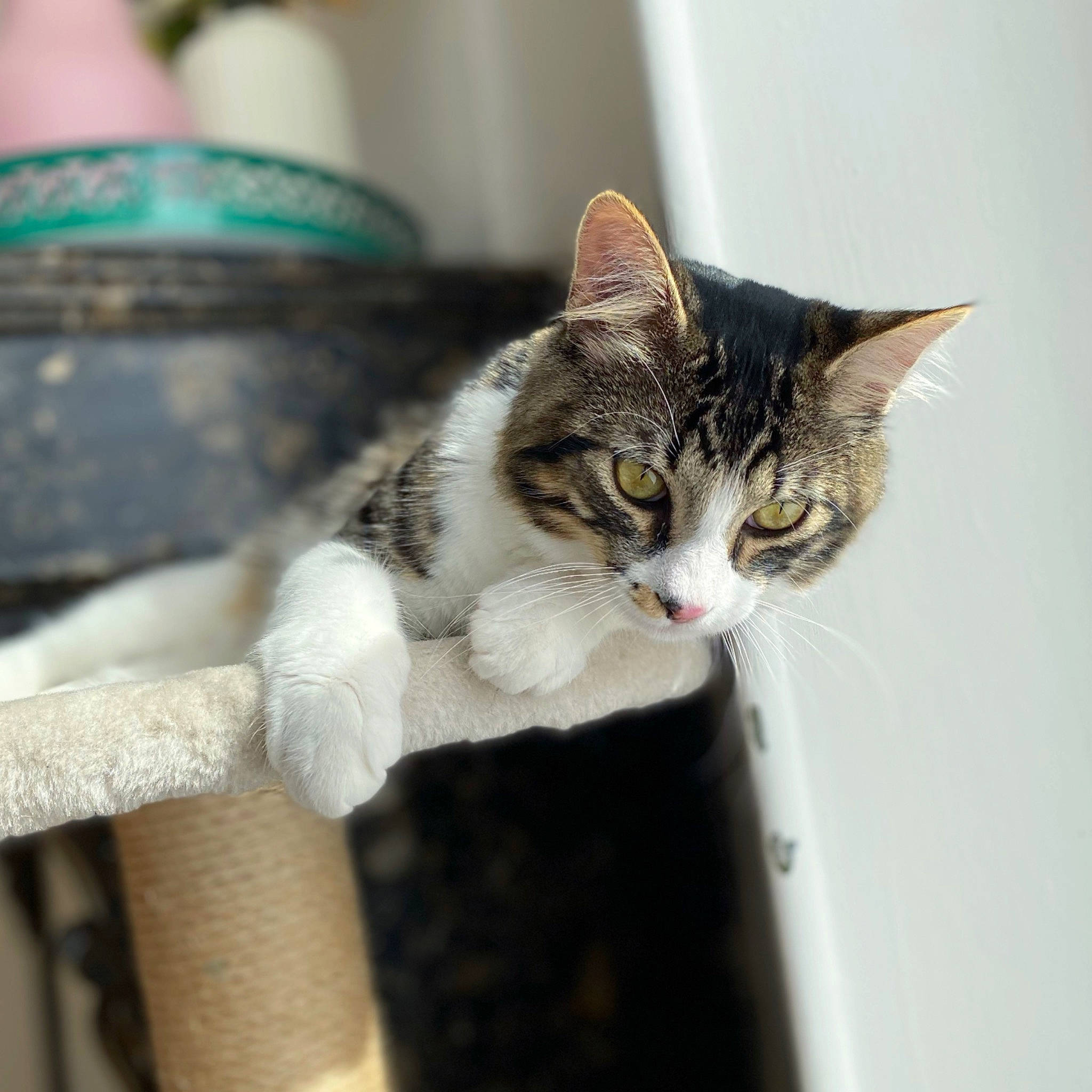 Rumplestiltskin a rejoint le concours — aidez-le/la à gagner de superbes lots ! carnivore, cat, domestic_short_haired_cat, felidae, fur, small_to_medium_sized_cats, snout, tail, terrestrial_animal, tree, whiskers