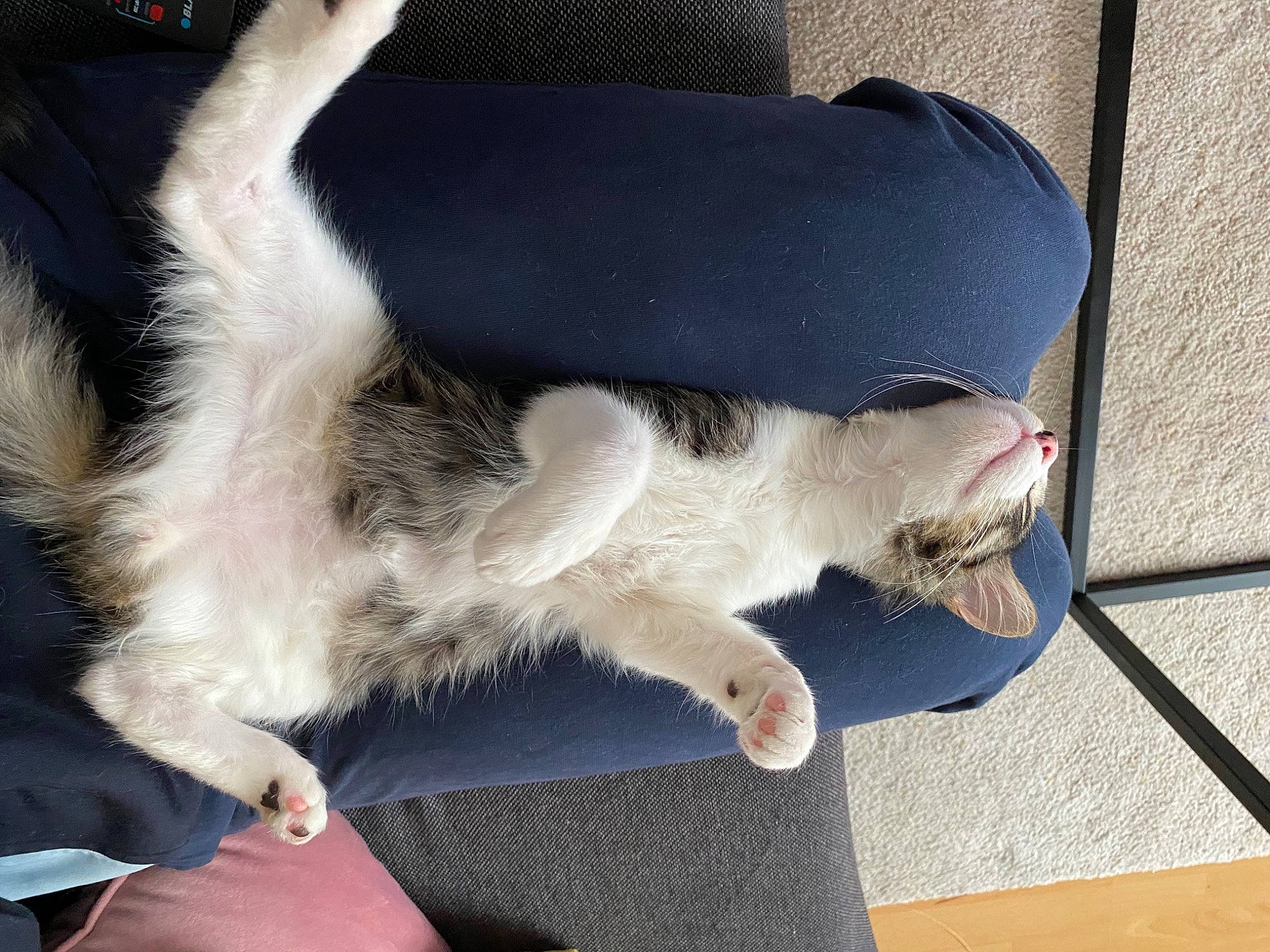 Rumplestiltskin participe au concours pour gagner de l'argent avec cette photo : carnivore, cat, collar, comfort, companion_dog, dog_breed, domestic_short_haired_cat, fawn, felidae, foot, fur, grey, human_leg, lap, paw, small_to_medium_sized_cats, snout, tail, whiskers, wood