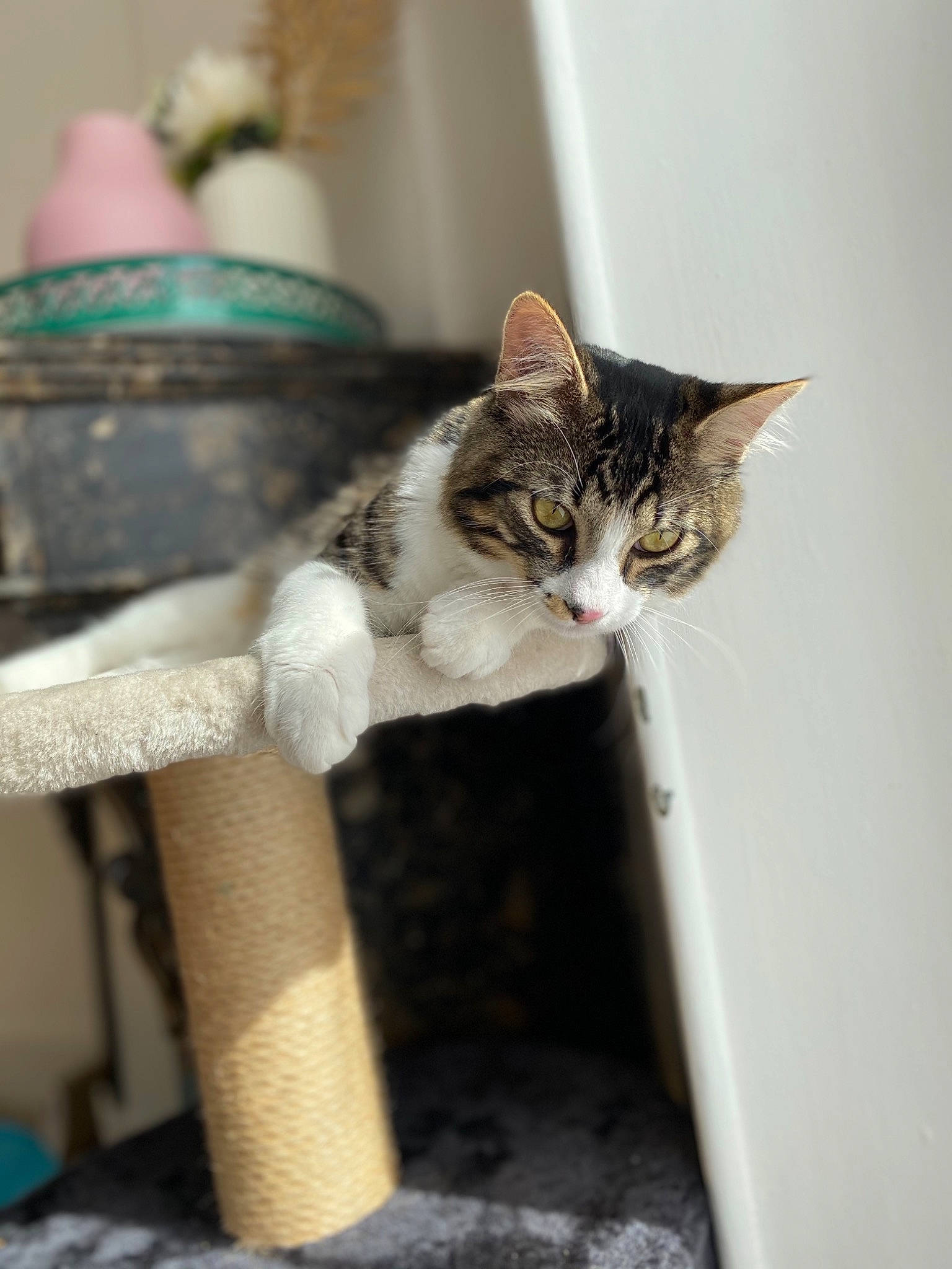 Rumplestiltskin participe au concours pour gagner de l'argent avec cette photo : carnivore, cat, claw, domestic_short_haired_cat, door, fawn, felidae, fur, grey, iris, plant, room, small_to_medium_sized_cats, snout, tail, terrestrial_animal, tree, whiskers, wood, wool