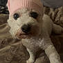 dog, white_dog, pink_hat, pet, paw, bed, blanket, human_hand, indoor, cute, small_dog, fur, animal, friendship, cozy, looking_up, knit_hat, companion, domestic_animal, resting