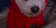 Chanel joined the competition — help win amazing prizes! dog, pet, hoodie, red_clothing, white_fur, closeup, portrait, indoor, blanket, bed, cute, animal, fur, cozy, soft_lighting, looking_up, small_dog, warm, comfort, snuggle