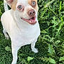 Frank is registered to the contest to win money with this photo: dog, grass, outdoor, pet, animal, canine, smiling, happy, greenery, fur, ears, eyes, nature, cute, tongue, small_dog, standing, daylight, closeup, friendly