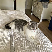 Dusty joined the competition — help win amazing prizes! animal, bed, bedspread, calm, cat, cozy, domestic, drawer, dresser, furniture, gray_cat, home, indoor, pet, quilted_bedspread, relaxing, room, stretching, white_cat, wooden_floor