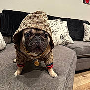 Fabio joined the competition — help win amazing prizes! dog, french_bulldog, pet, hoodie, hood, gold_chain, collar, couch, sofa, pillow, living_room, indoor, close_up, portrait, cute, paws, wooden_floor, fabric_texture, eyes, fur