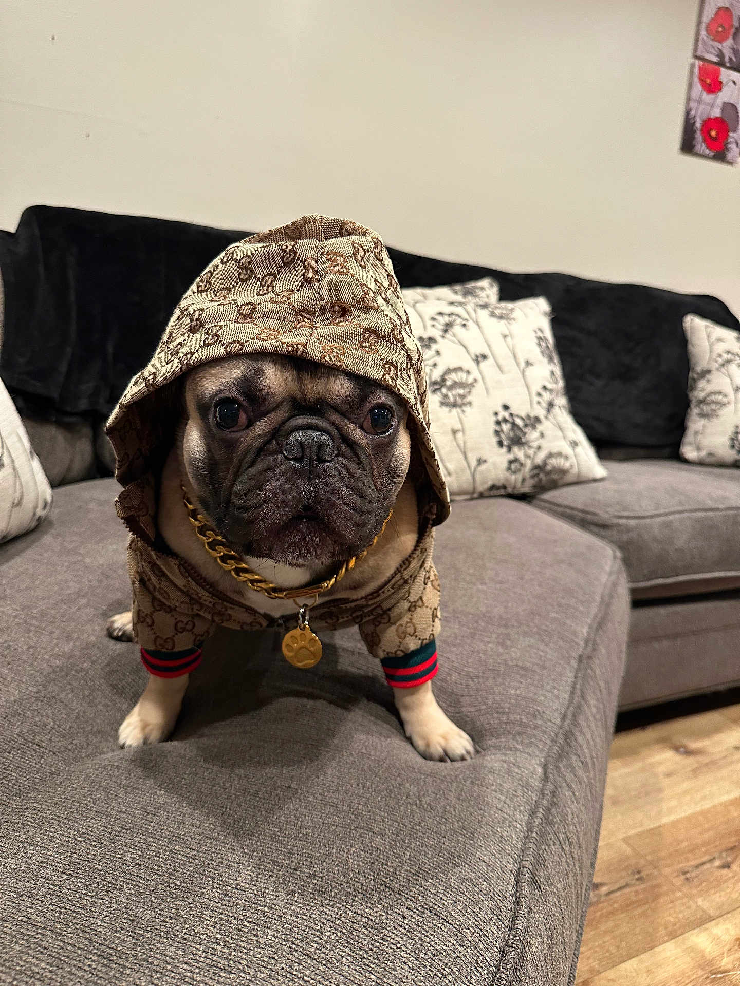 Fabio joined the competition — help win amazing prizes! dog, french_bulldog, pet, hoodie, hood, gold_chain, collar, couch, sofa, pillow, living_room, indoor, close_up, portrait, cute, paws, wooden_floor, fabric_texture, eyes, fur