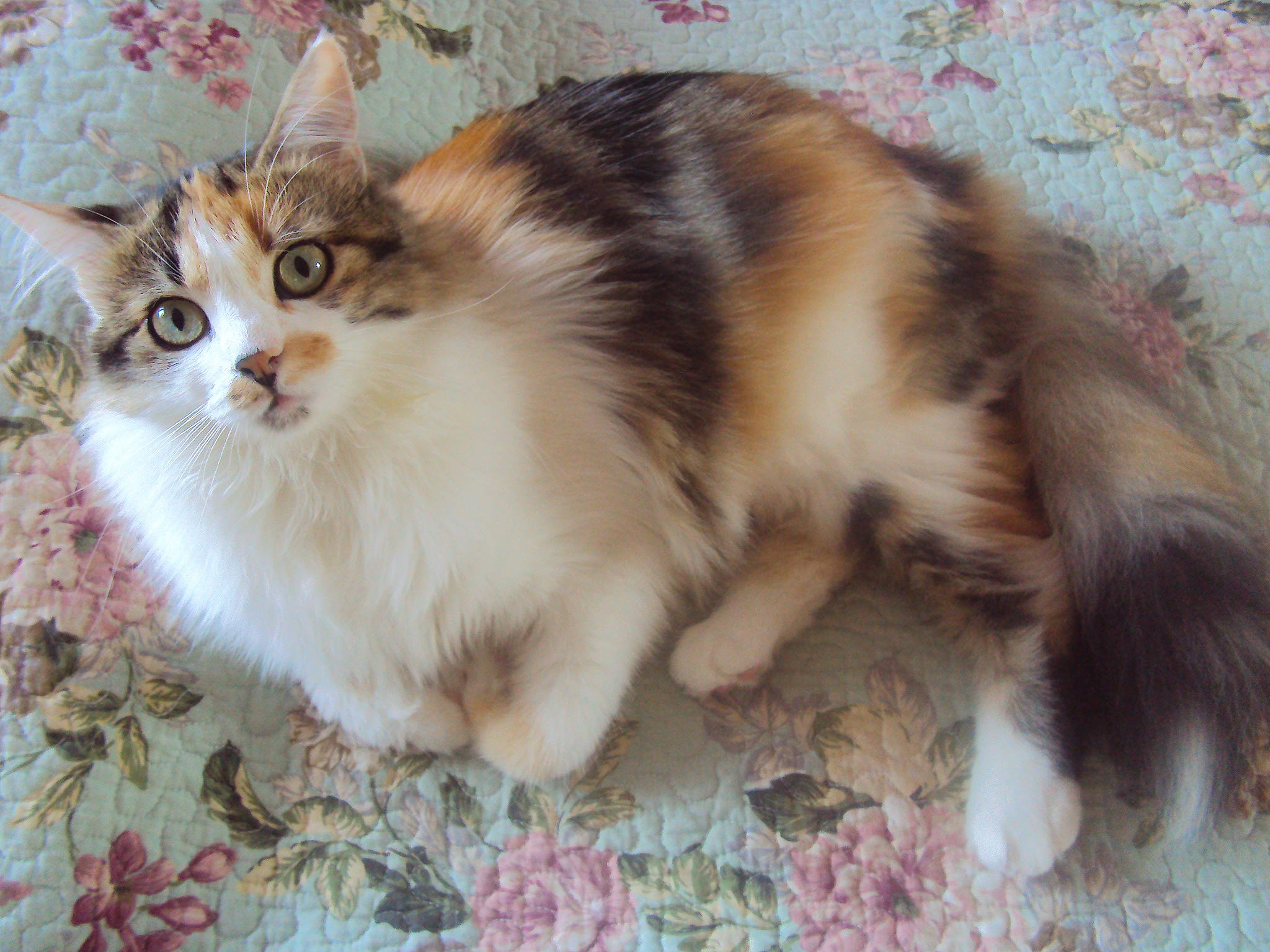 Chanel a rejoint le concours — aidez-le/la à gagner de superbes lots ! aegean_cat, american_curl, asian_semi_longhair, carnivoran, cat, cat_like_mammal, domestic_long_haired_cat, domestic_short_haired_cat, european_shorthair, fauna, fur, kitten, maine_coon, munchkin, napoleon_cat, norwegian_forest_cat, ragamuffin, siberian, small_to_medium_sized_cats, whiskers