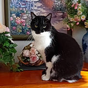 Filou participe au concours pour gagner de l'argent avec cette photo : cat, black_and_white_cat, wooden_dresser, flowers, flower_arrangement, painting, framed_art, indoor, houseplant, decor, furniture, pet, animal, curious, sitting, sunlight, greenery, cozy, home_interior, still_life