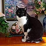 cat, black_and_white_cat, wooden_dresser, flowers, flower_arrangement, painting, framed_art, indoor, houseplant, decor, furniture, pet, animal, curious, sitting, sunlight, greenery, cozy, home_interior, still_life