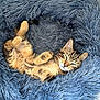 Ramos participe au concours pour gagner de l'argent avec cette photo : adorable, animal, bed, blue, cat, comfort, cozy, cute, fluffy, fur, indoor, kitten, paws, peaceful, pet, relaxed, resting, sleeping, soft, tabby