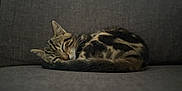 Ramos a rejoint le concours — aidez-le/la à gagner de superbes lots ! animal, cat, companion, couch, cozy, curled_up, cute, domestic_cat, feline, fur, gray, indoor, nap, pet, quiet, relaxed, resting, sleeping, tabby, whiskers