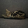 animal, cat, companion, couch, cozy, curled_up, cute, domestic_cat, feline, fur, gray, indoor, nap, pet, quiet, relaxed, resting, sleeping, tabby, whiskers