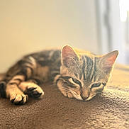 Ramos participe au concours pour gagner de l'argent avec cette photo : animal, brown, cat, closeup, cozy, cute, feline, fur, indoor, kitten, paw, pet, relaxing, resting, sleeping, soft, striped, sunlight, tabby, whiskers