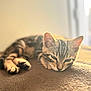 animal, brown, cat, closeup, cozy, cute, feline, fur, indoor, kitten, paw, pet, relaxing, resting, sleeping, soft, striped, sunlight, tabby, whiskers