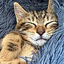 Ramos a rejoint le concours — aidez-le/la à gagner de superbes lots ! animal, blanket, cat, closeup, cozy, cute, ears, feline, fur, indoor, kitten, nap, nose, paws, pet, resting, sleeping, soft, tabby, whiskers