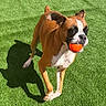 active, animal, ball, boxer, brown, canine, daytime, dog, fun, grass, lawn, nature, orange, outdoor, pet, playing, running, shadow, sunlight, white