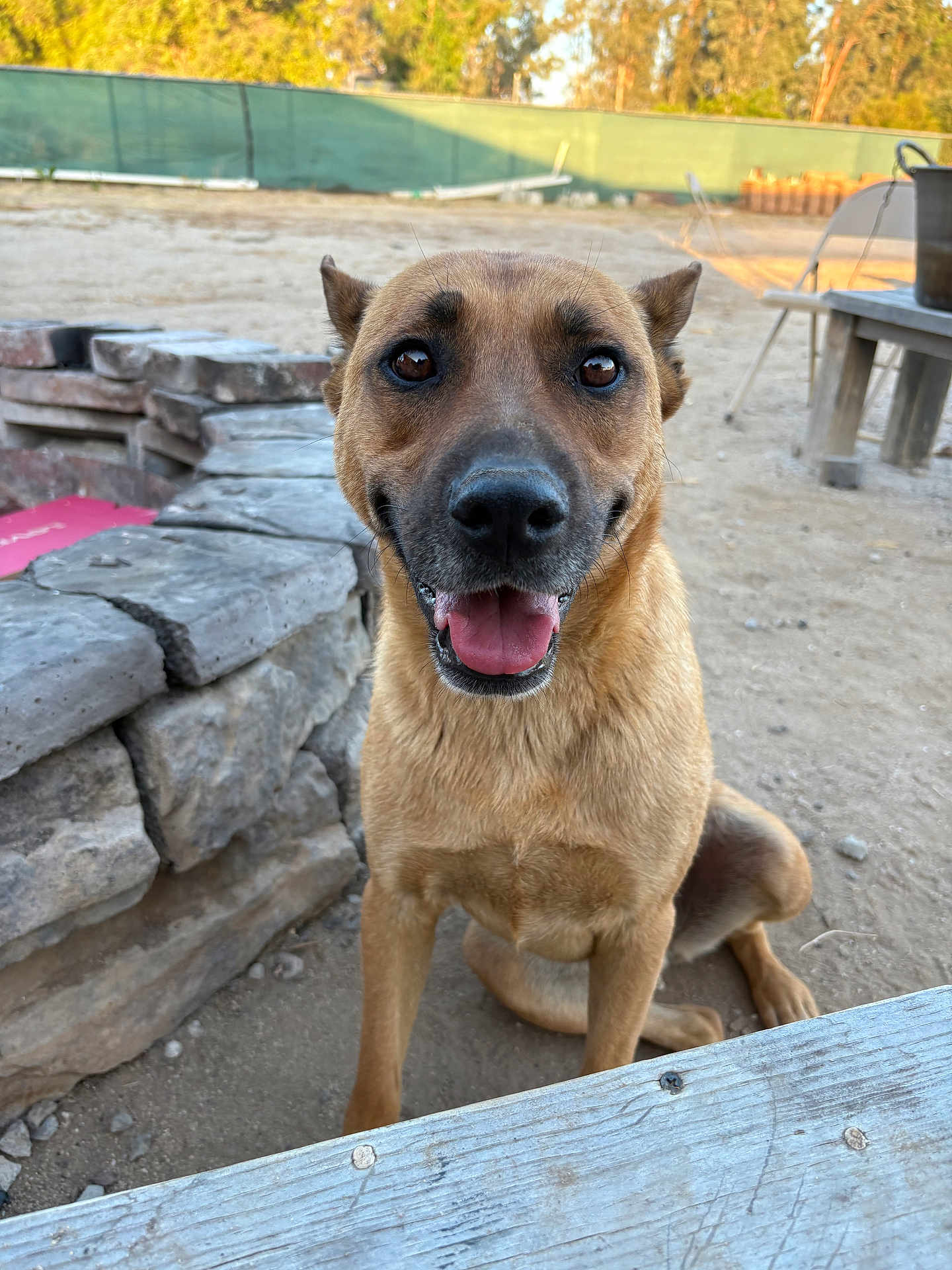 Nala