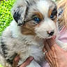 puppy, dog, blue_eyes, fluffy, outdoor, greenery, person, hand, holding, cute, animal, fur, nature, young, pet, portrait, closeup, caring, soft, companion
