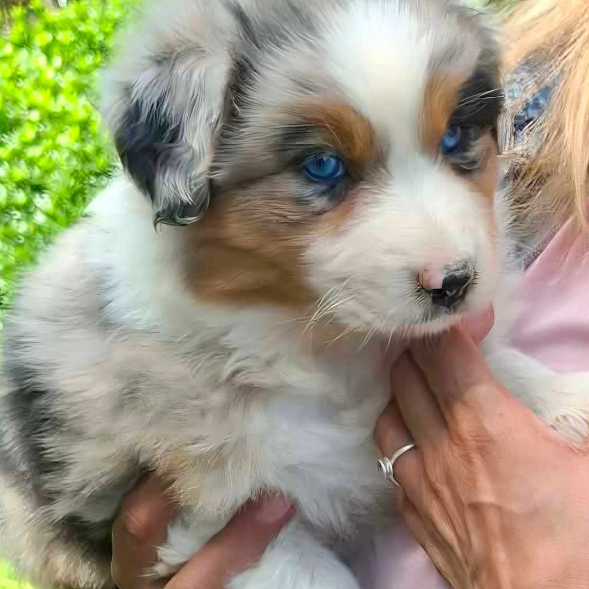 Buffy a rejoint le concours — aidez-le/la à gagner de superbes lots ! puppy, dog, blue_eyes, fluffy, outdoor, greenery, person, hand, holding, cute, animal, fur, nature, young, pet, portrait, closeup, caring, soft, companion