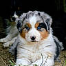 Buffy a rejoint le concours — aidez-le/la à gagner de superbes lots ! adorable, animal, australian_shepherd, blue_eyes, canine, close_up, cute, dog, fluffy, fur, ground, laying, mammal, nature, outdoor, pet, portrait, puppy, resting, young