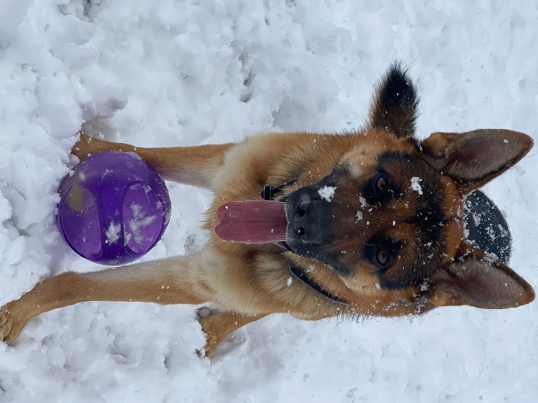 Zeus joined the competition — help win amazing prizes! canidae, carnivore, companion_dog, dog, dog_breed, dog_supply, fawn, freezing, fur, mammal, paw, playing_in_the_snow, snow, sporting_group, tail, terrestrial_animal, wildlife, winter, working_animal, working_dog