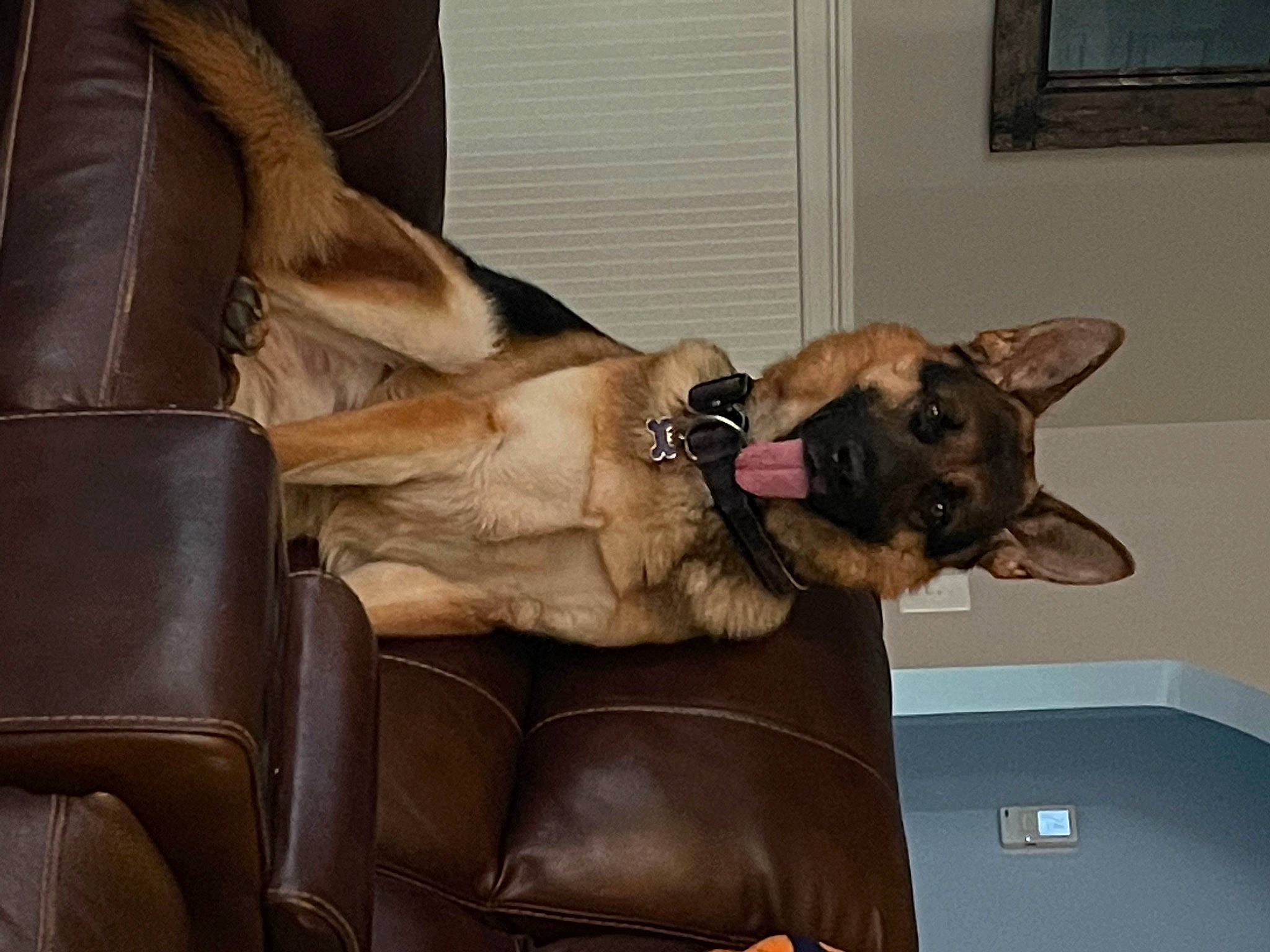 Zeus is registered to the contest to win money with this photo: brown, canidae, carnivore, collar, comfort, companion_dog, dog, dog_breed, dog_collar, dog_supply, ear, fawn, fur, guard_dog, liver, non_sporting_group, snout, sporting_group, vertebrate, working_animal