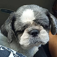 Guizmo participe au concours pour gagner de l'argent avec cette photo : dog, close_up, gray_fur, white_fur, car_interior, seat, fabric, pattern, cat_faces_pattern, pet, animal, fluffy, relaxed, cozy, indoor, portrait, companion, cute, snout, ears