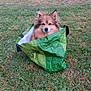 animal, brown_fur, calm, canine, cute, daylight, dog, ears, fur, grass, green_bag, leafy, nature, outdoor, park, pet, playful, resting, sitting, snout